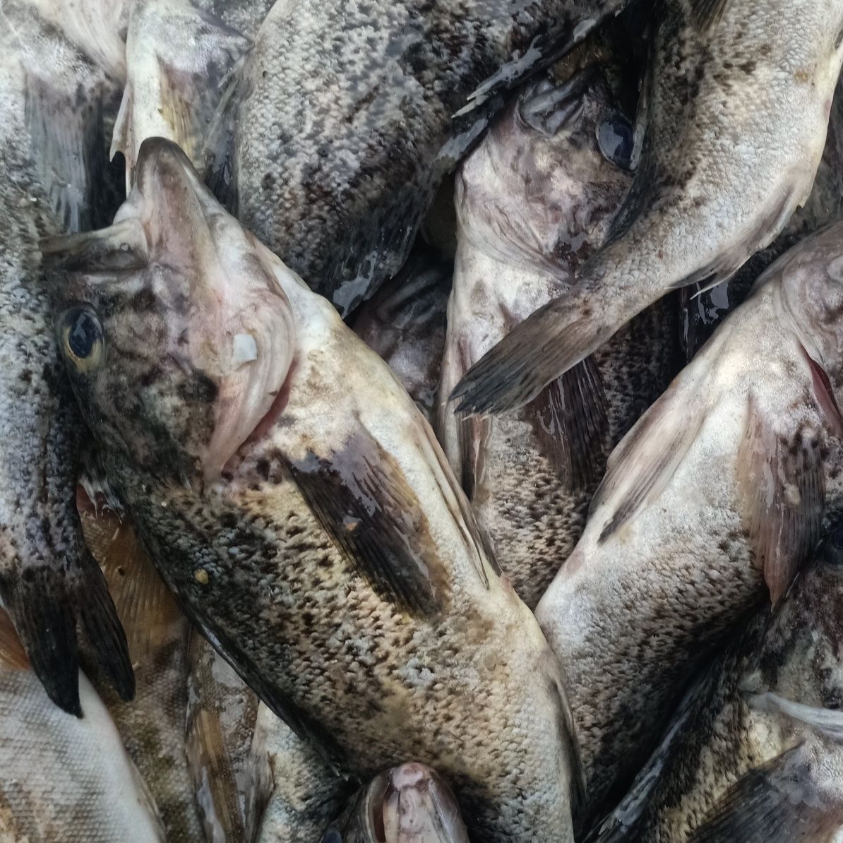 大连渤海湾野生黑鱼黑头鱼4斤装（大号）冷冻发货顺丰包邮黑头鱼