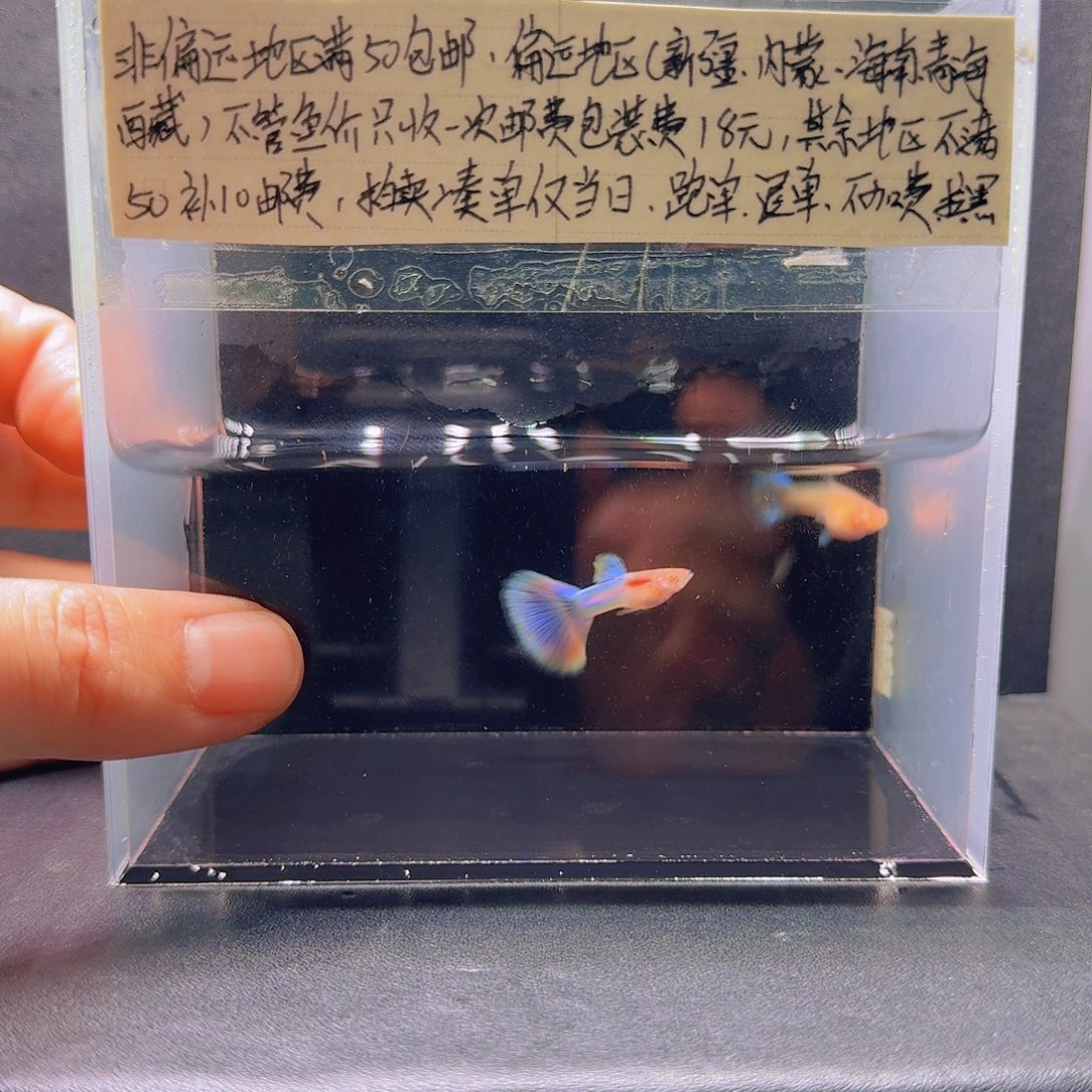 孔雀鱼天使彩虹一对