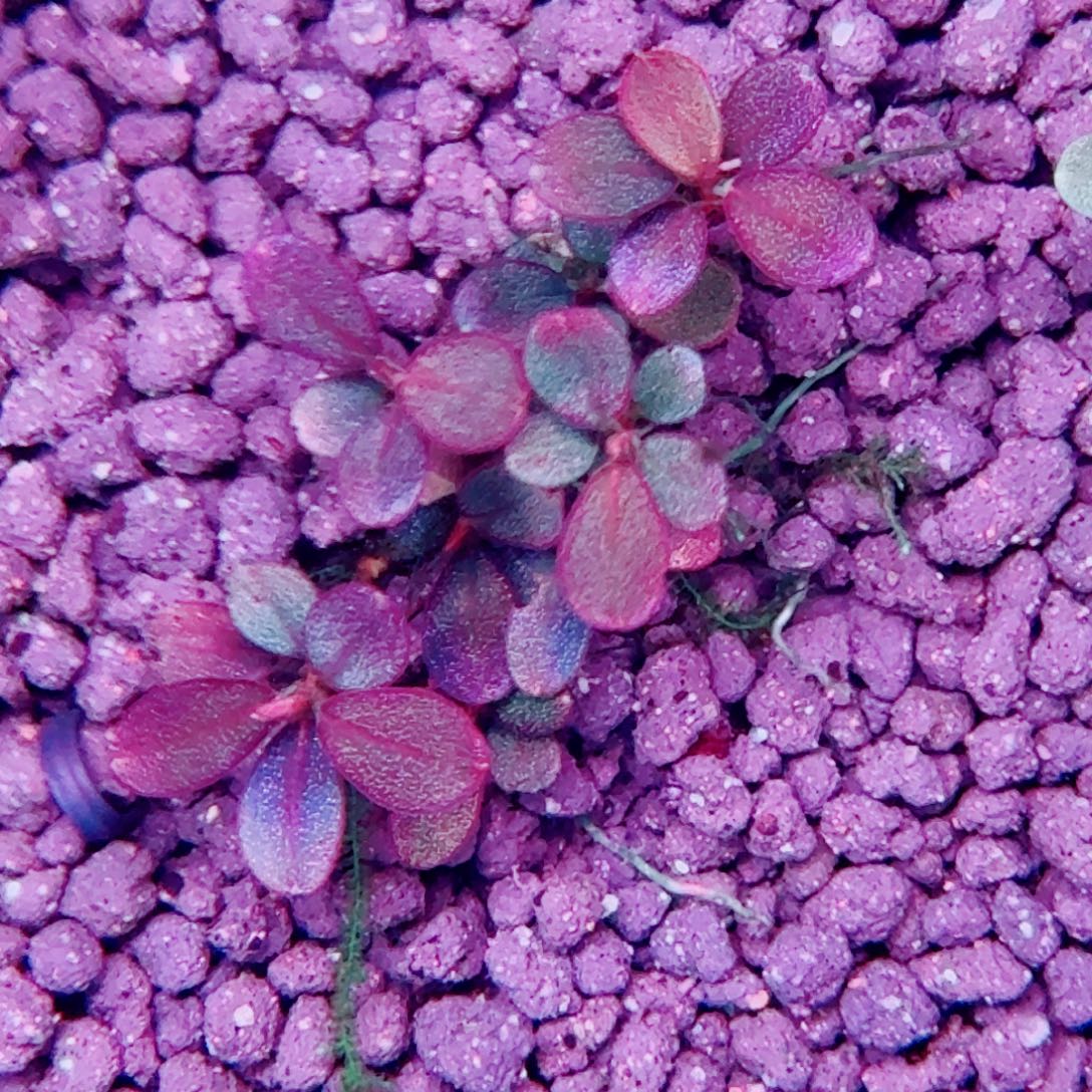 无花朵福利价伊伊玉一头