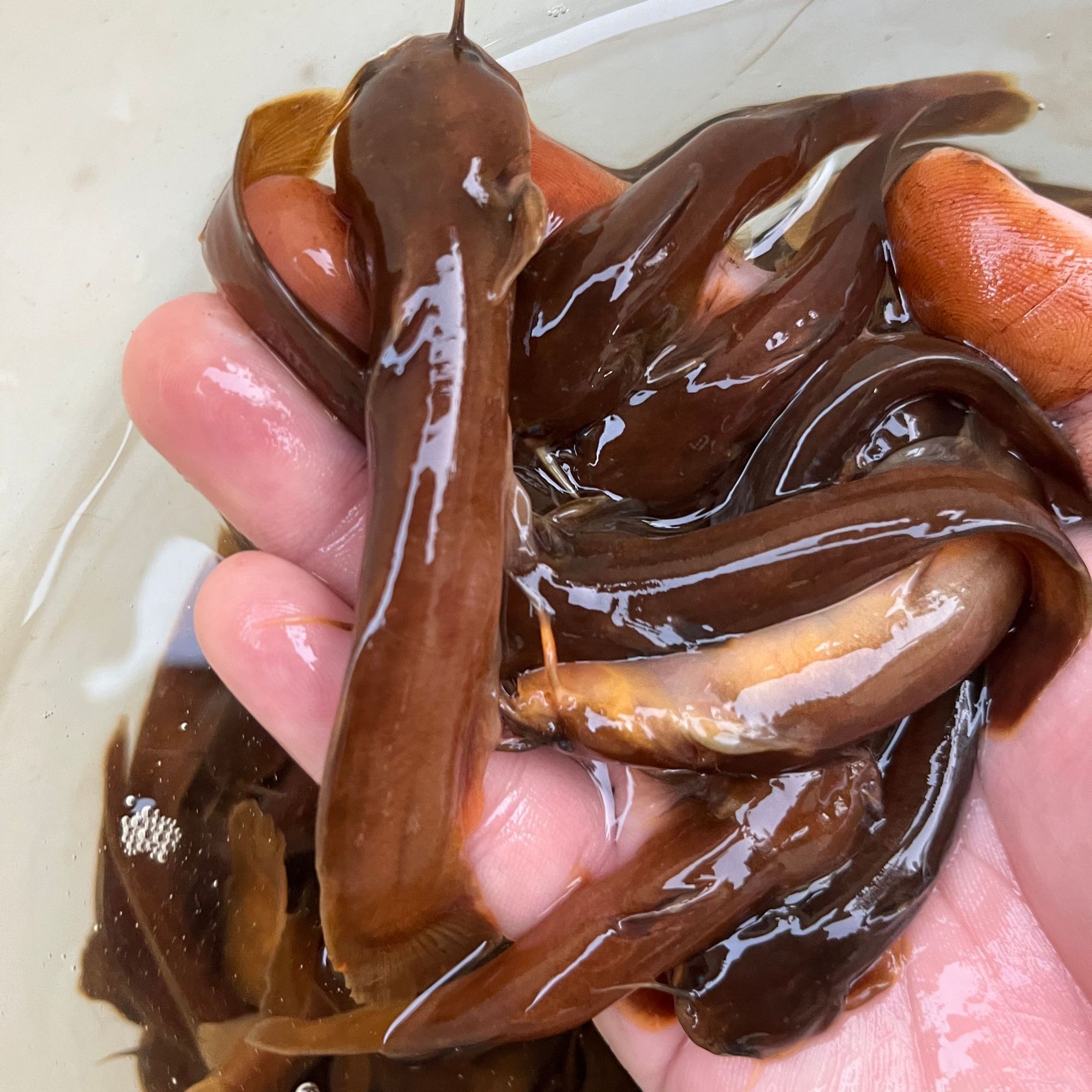 鲜活溪流水蜂子鱼包邮包活到家