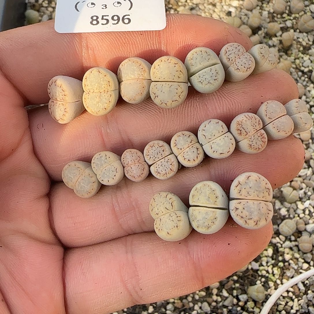 糟***猫8596。默认脱土。18包邮。偏远88包邮