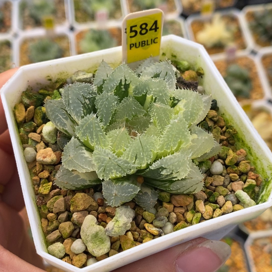 584玄冰十二卷多肉