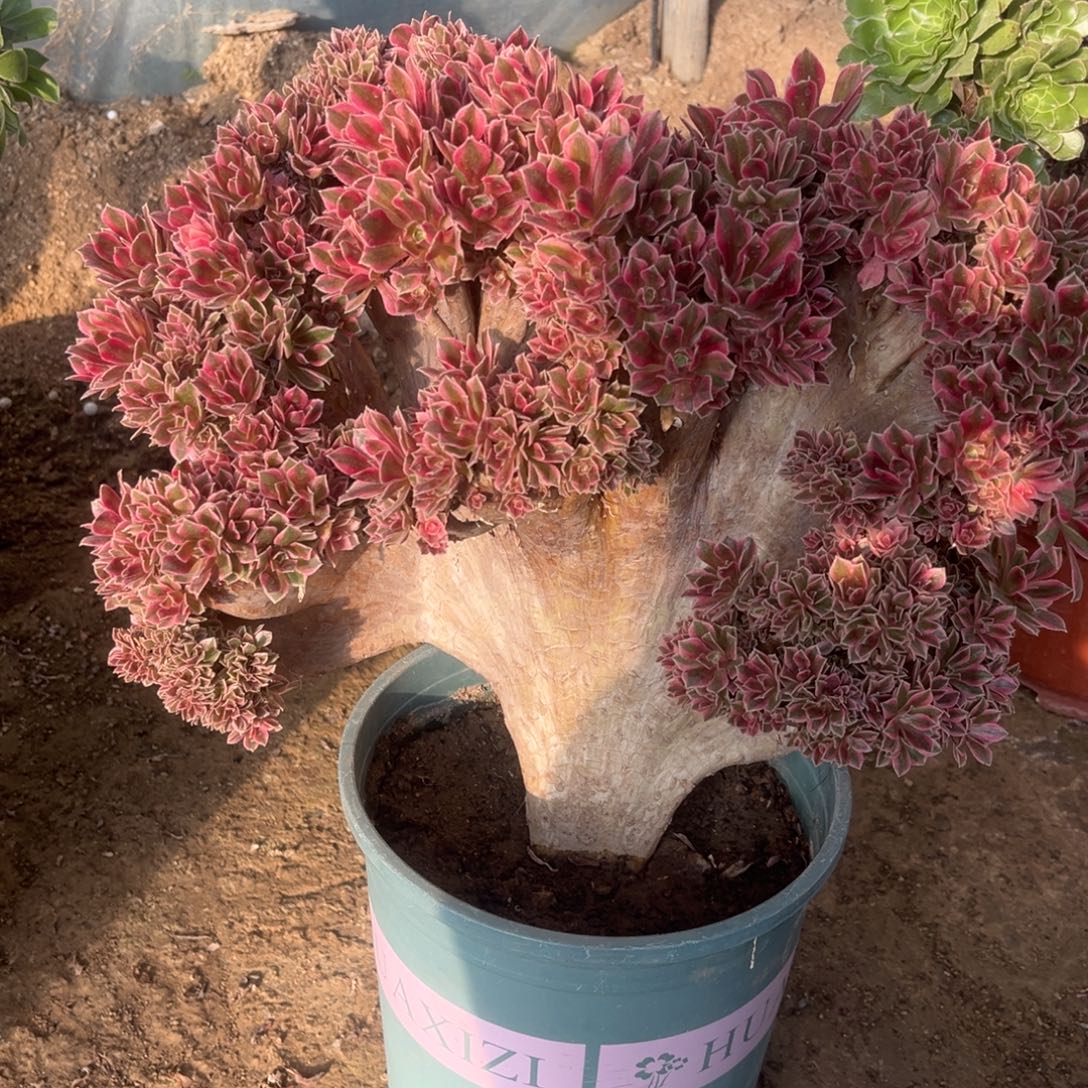 一物一拍鲜花绿植