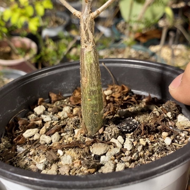 ****翔芳香事生带盆土里的小