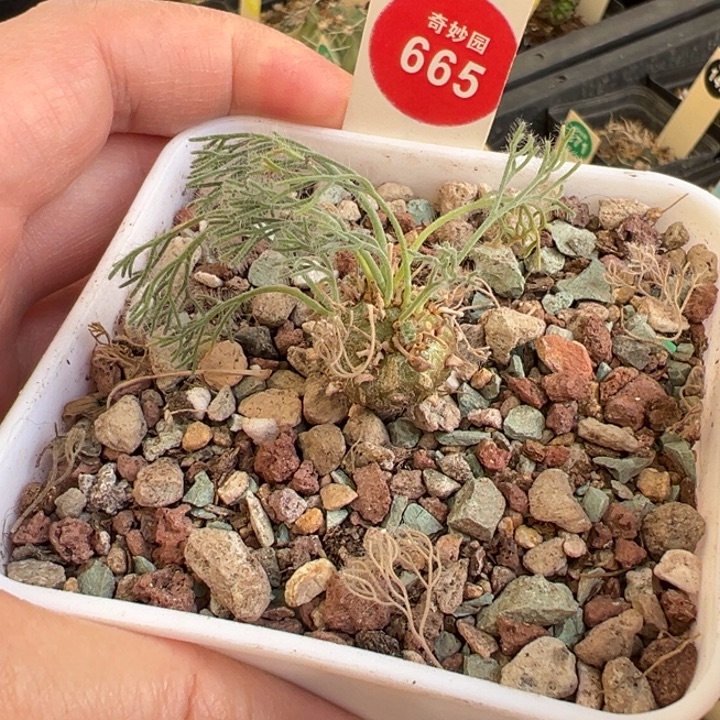 白皮月界1.7cm一棵仙人球
