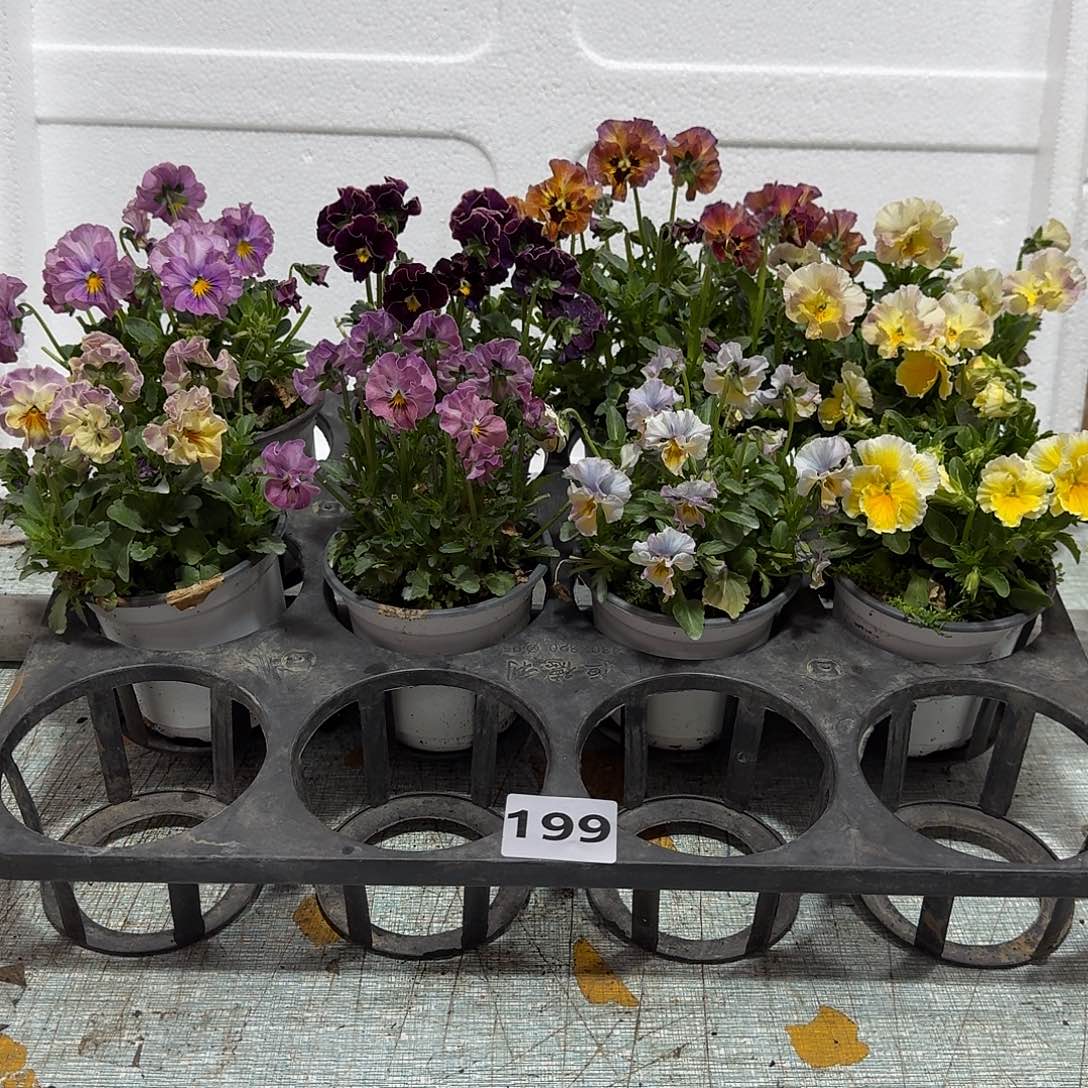 199大花角堇清棚福利无售后