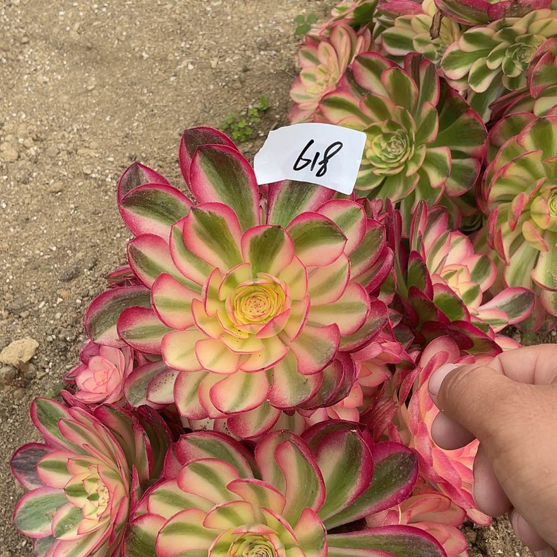 老五618111111111111111