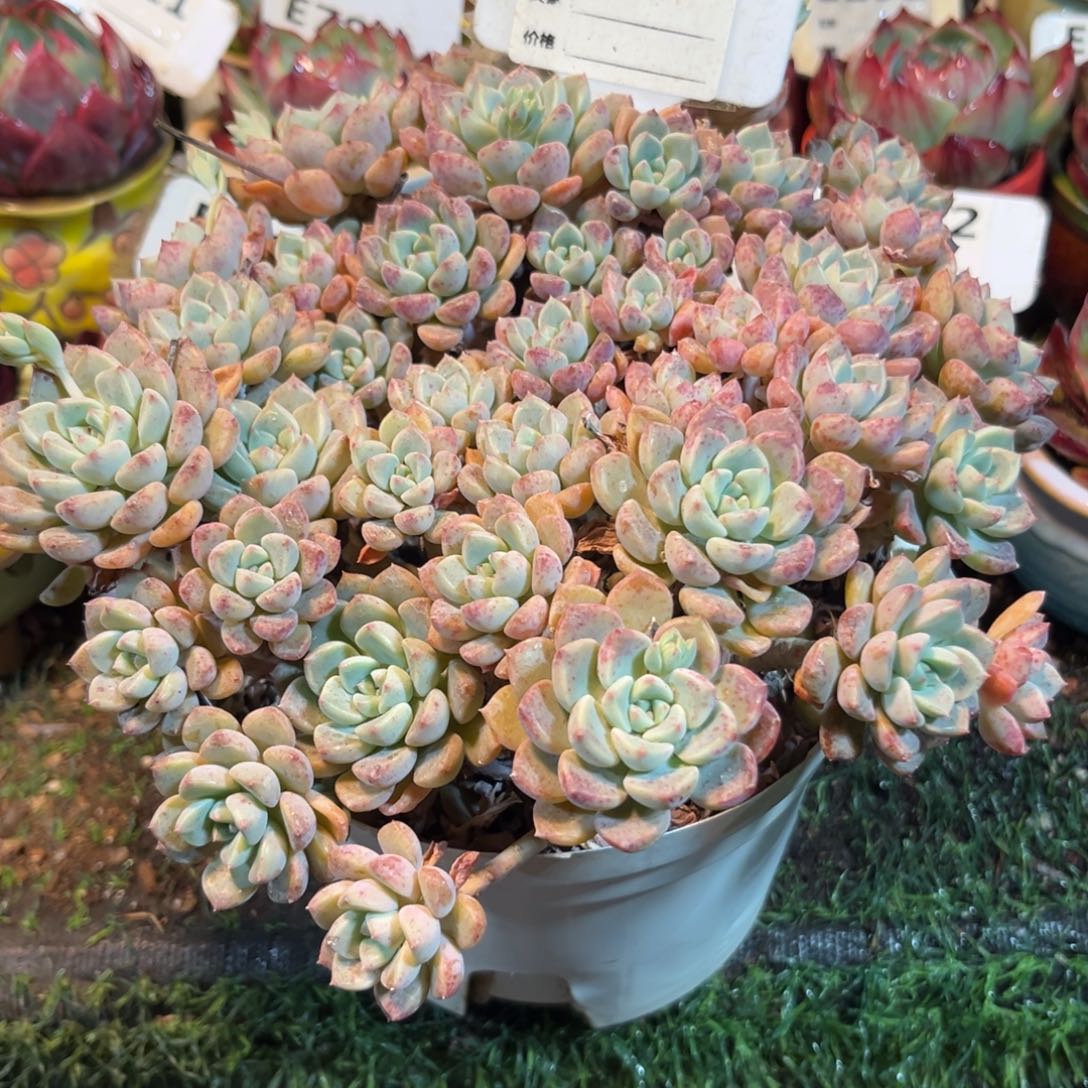 粉布偶多肉868号