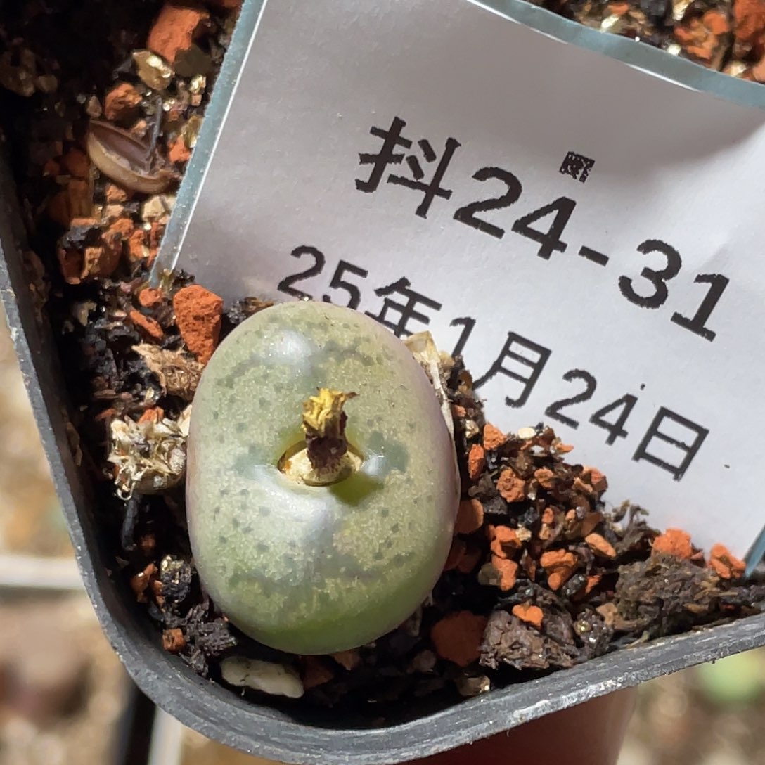 24-31毛杂多肉植物