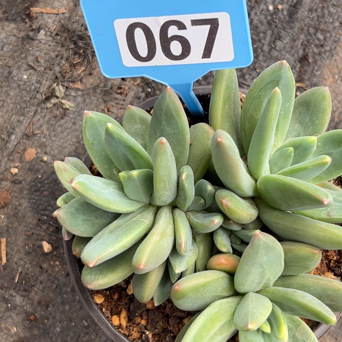 多肉植物海洋之歌067