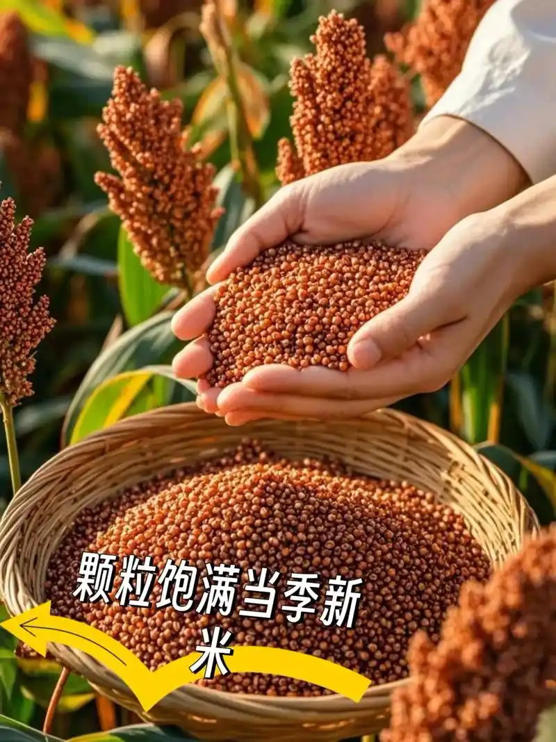 农家山地红高粱【米妹家】