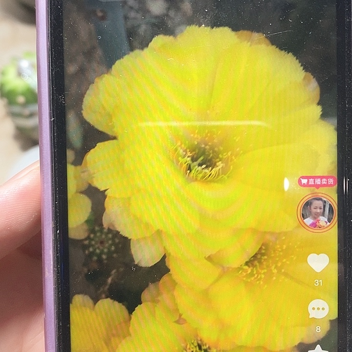 黄牡丹侧芽丽花三公分