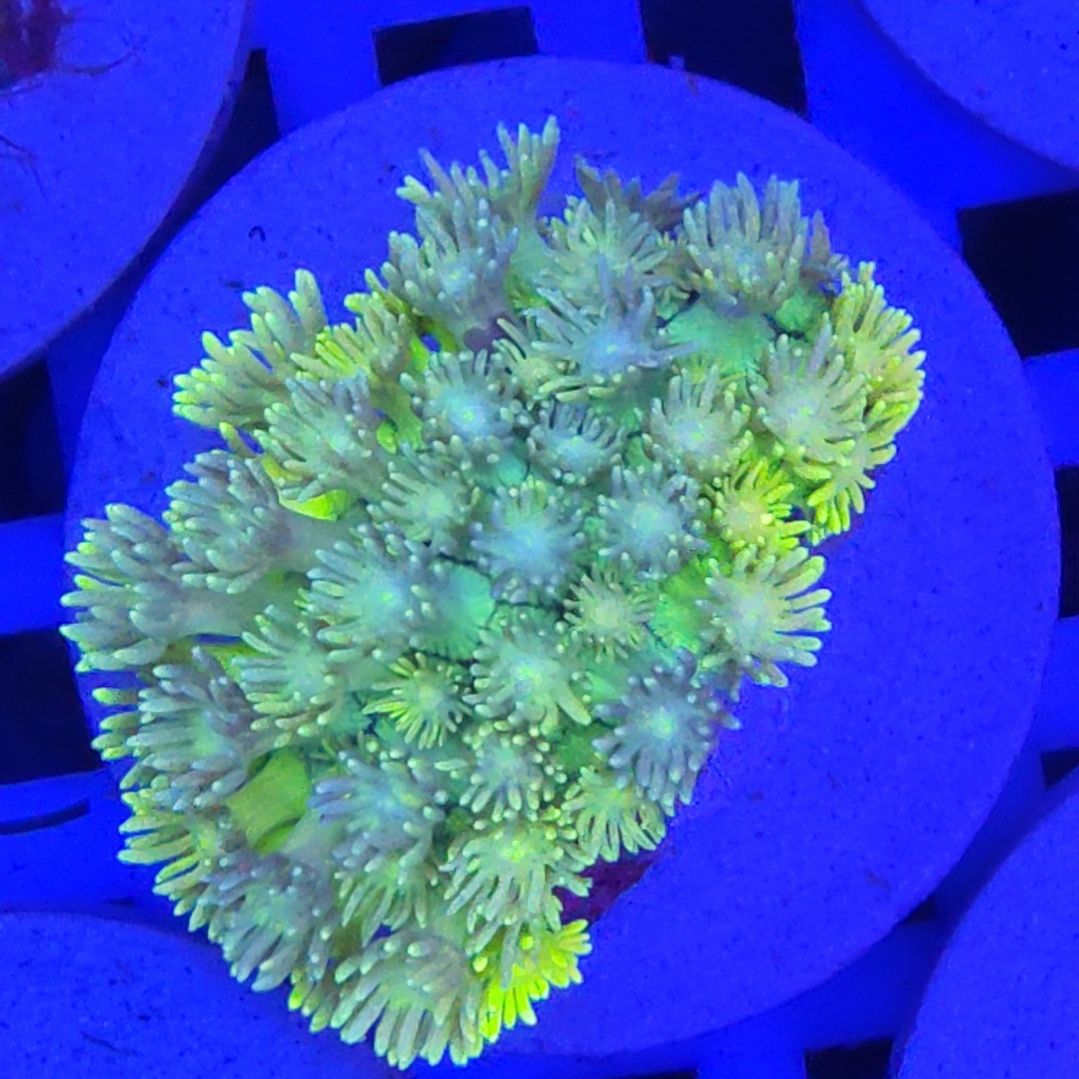 智海珊瑚馆 竞拍链接