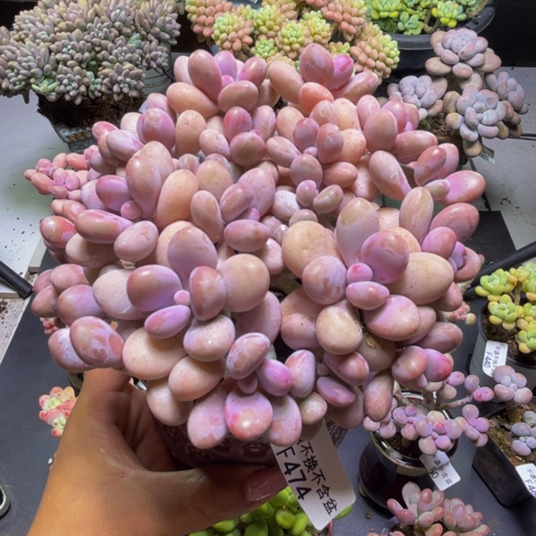 糖果桃蛋474/12cm多肉