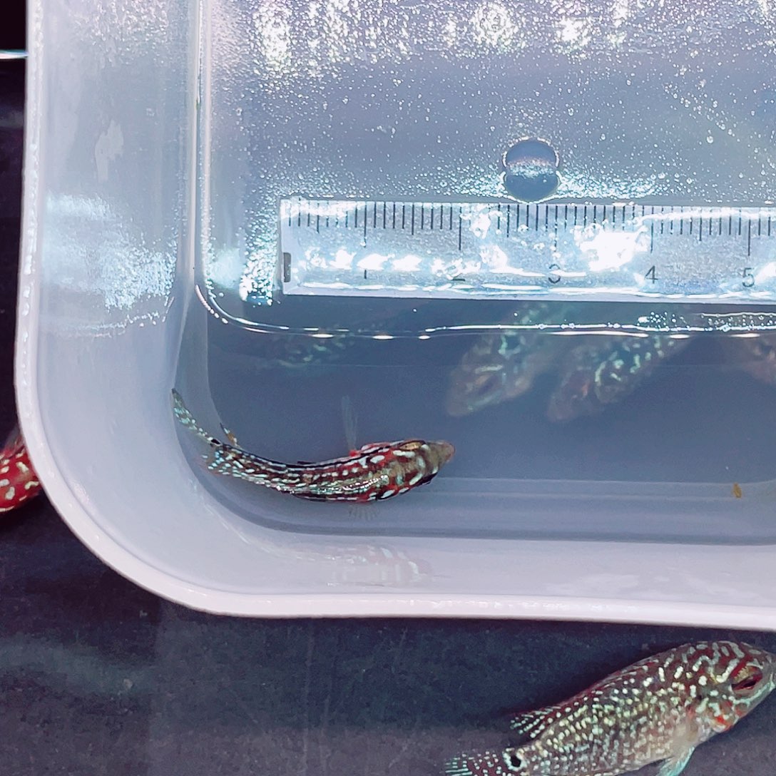 *****罗汉鱼金花罗汉鱼苗一条