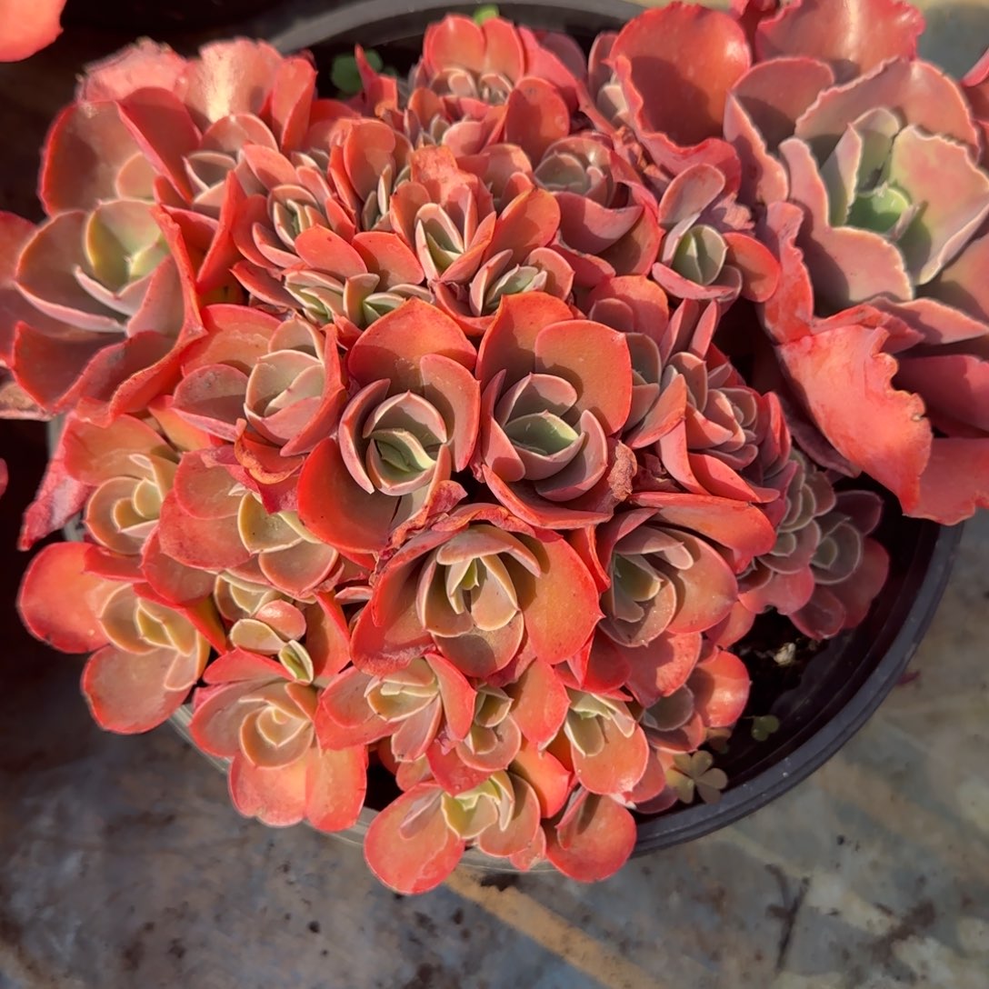 多肉植物多肉植物