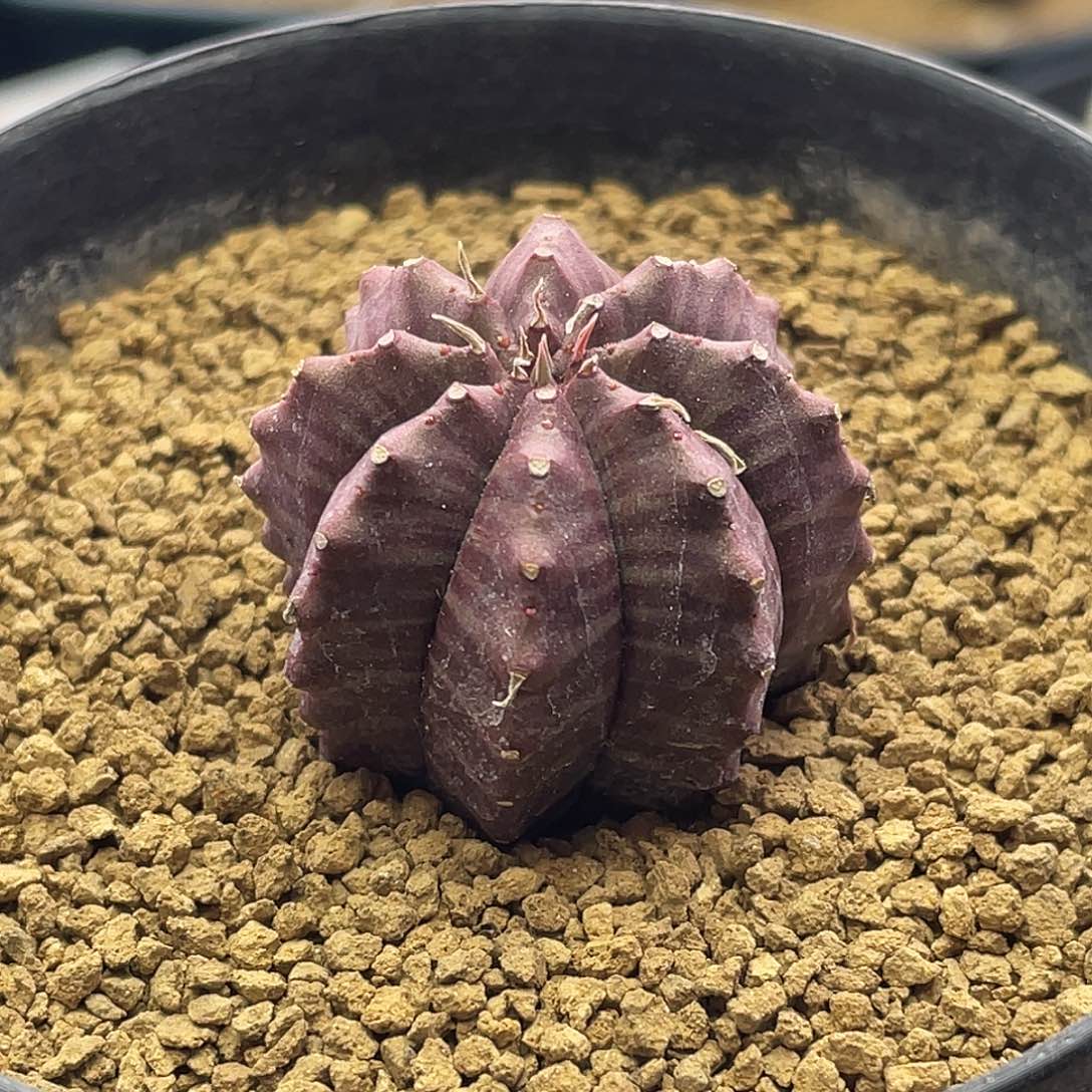 实生艳肌角尤神玉布纹球