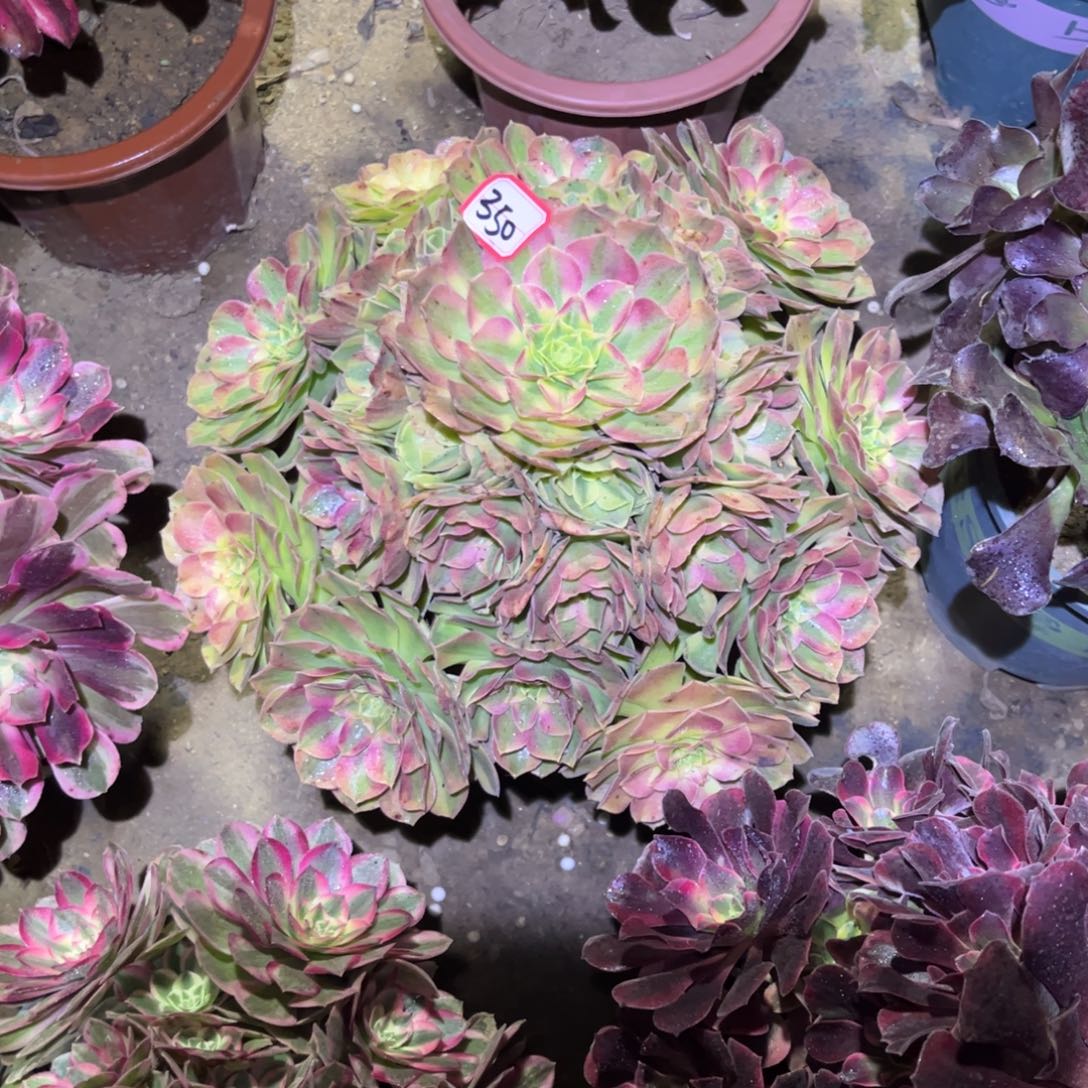 *****350多肉植物雨荷法师