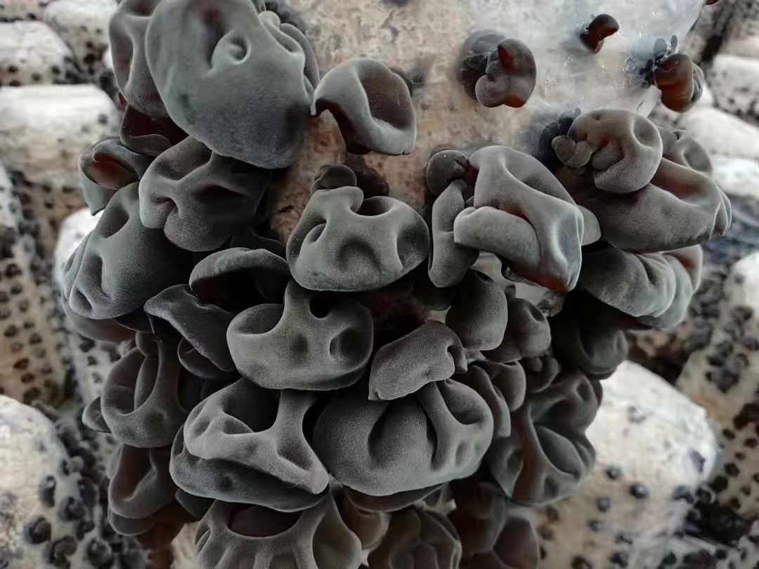 东北特产农户自产自销头茬干货软糯Q弹干净无根黑木耳干货木耳