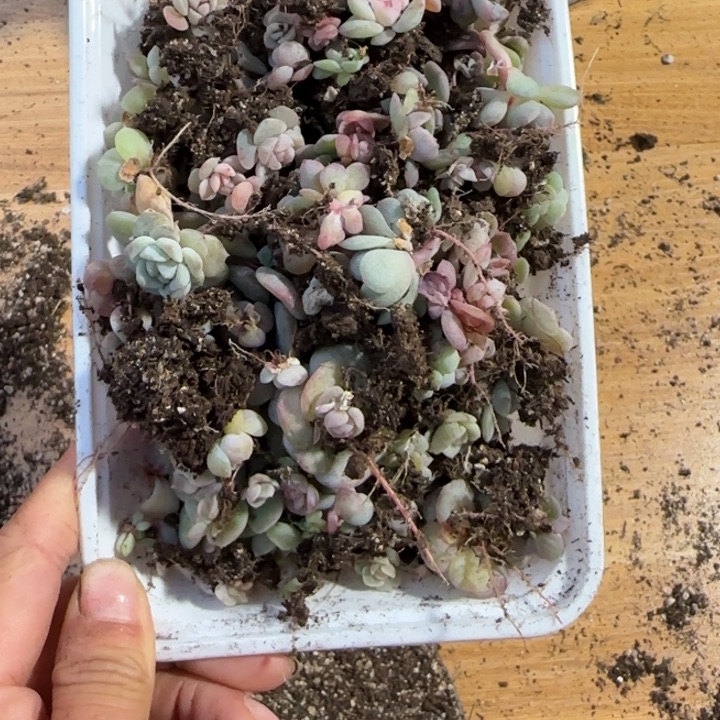 点***光85号渣渣多肉植物一盒