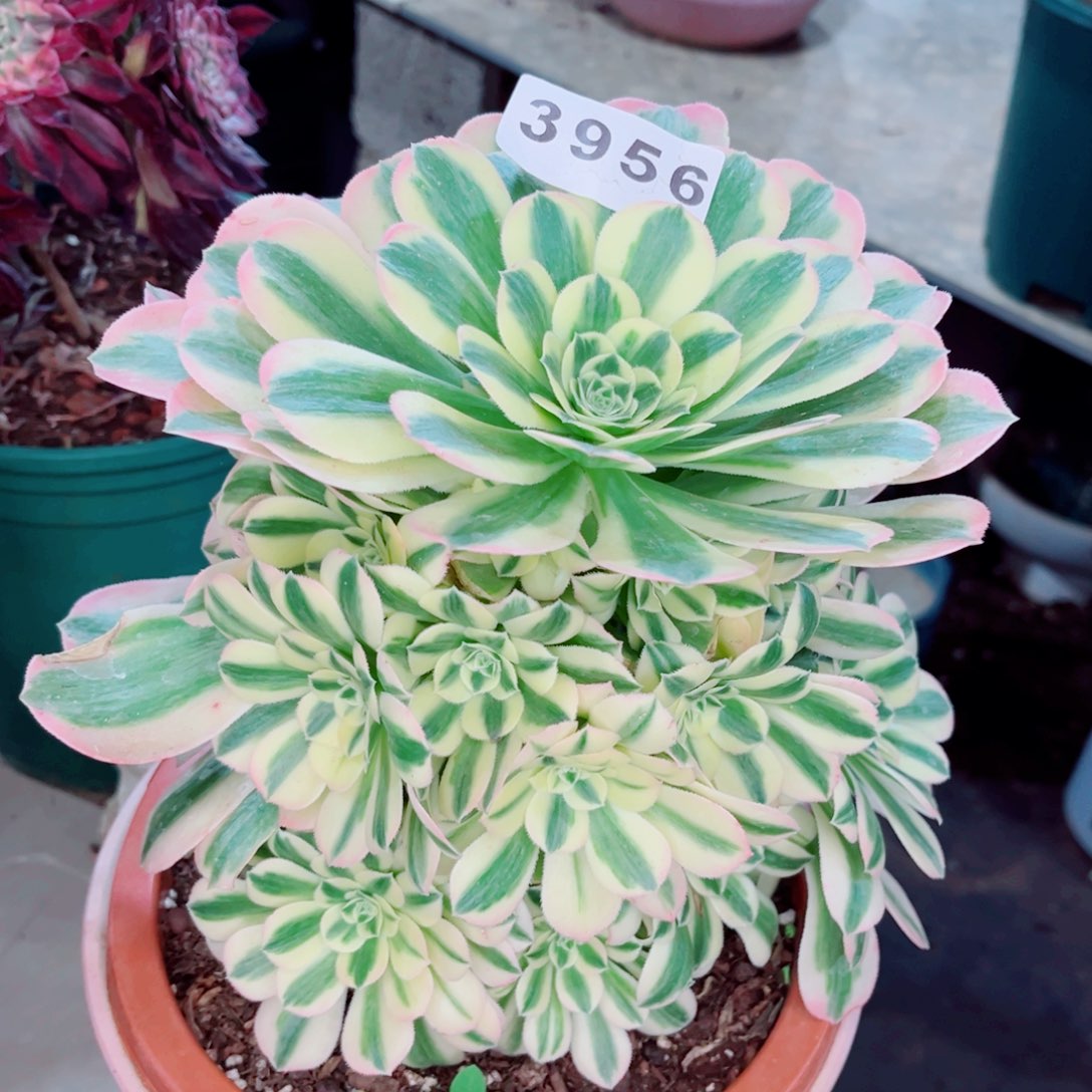 迈巴赫多肉发货发货