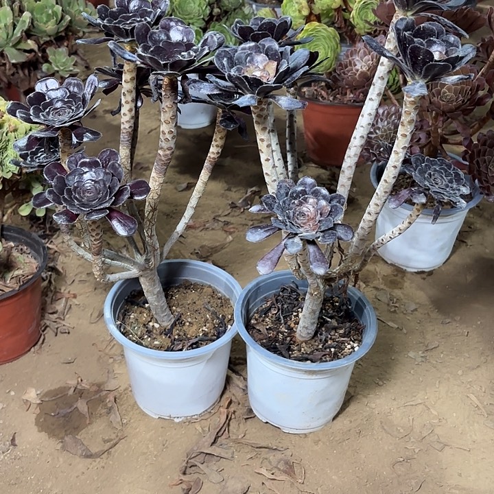 多肉植物法师2颗9