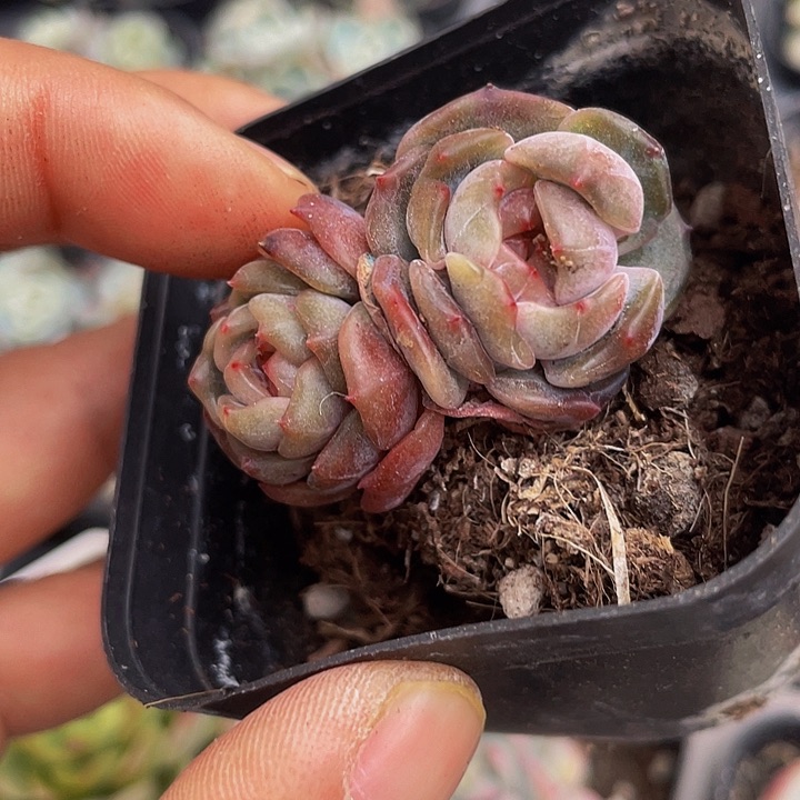 小*红恋双头量拍满18包邮