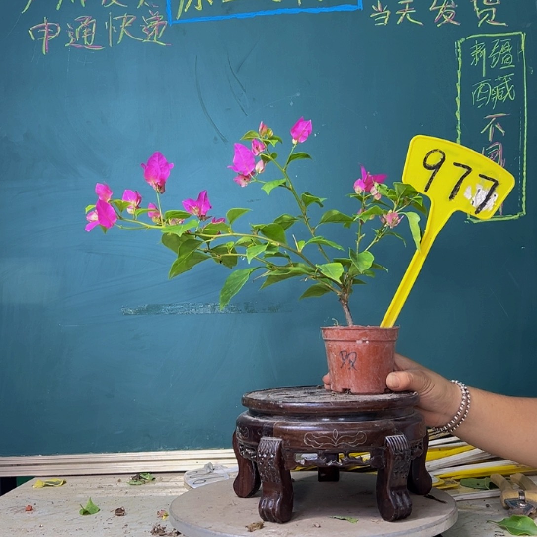 当前无花栽培后可以开花绿叶双色掌中宝 977