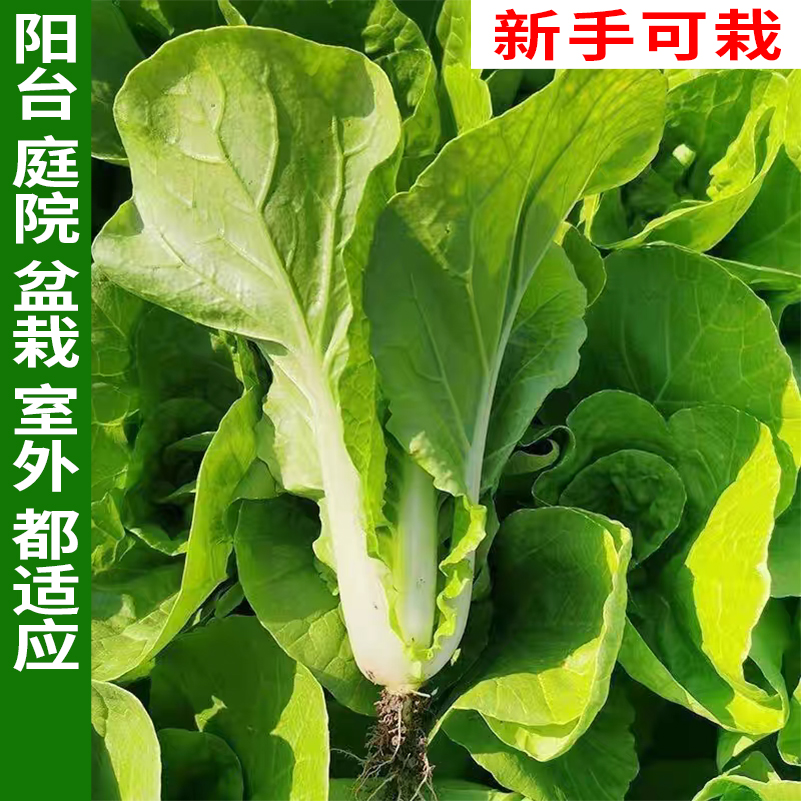 贵农888 盆栽四季速生小白菜鲜嫩易播适合阳台种植蔬菜种子