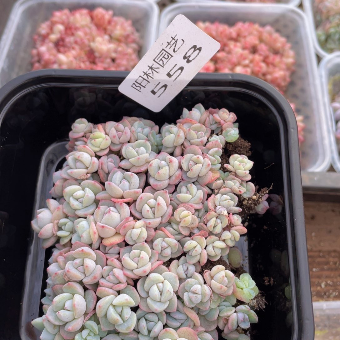 多肉植物多肉植物558