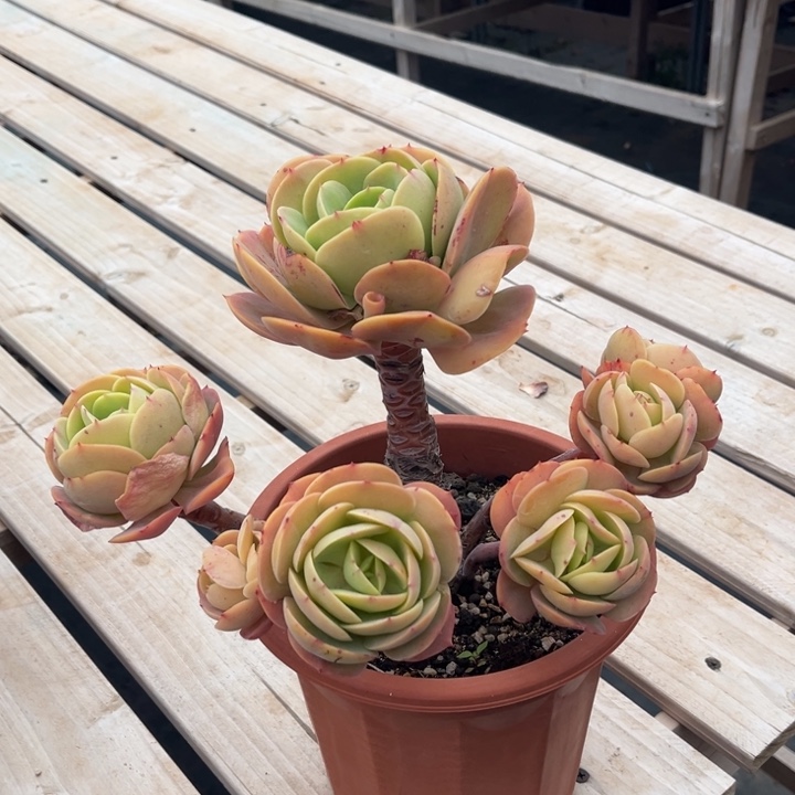 鸡蛋碧桃多肉植物399