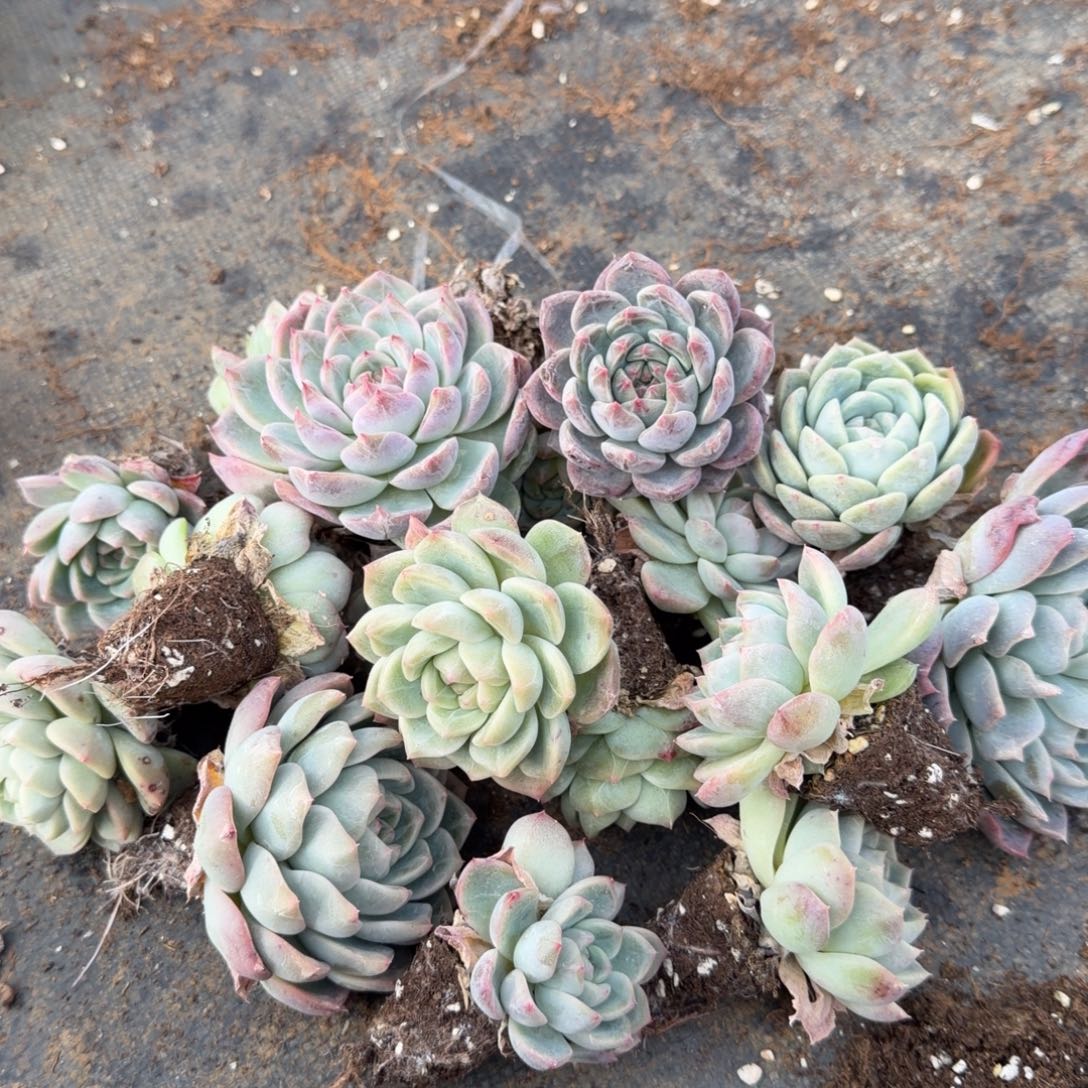 27-14未选育珍妮铝材二十颗量拍发货左三