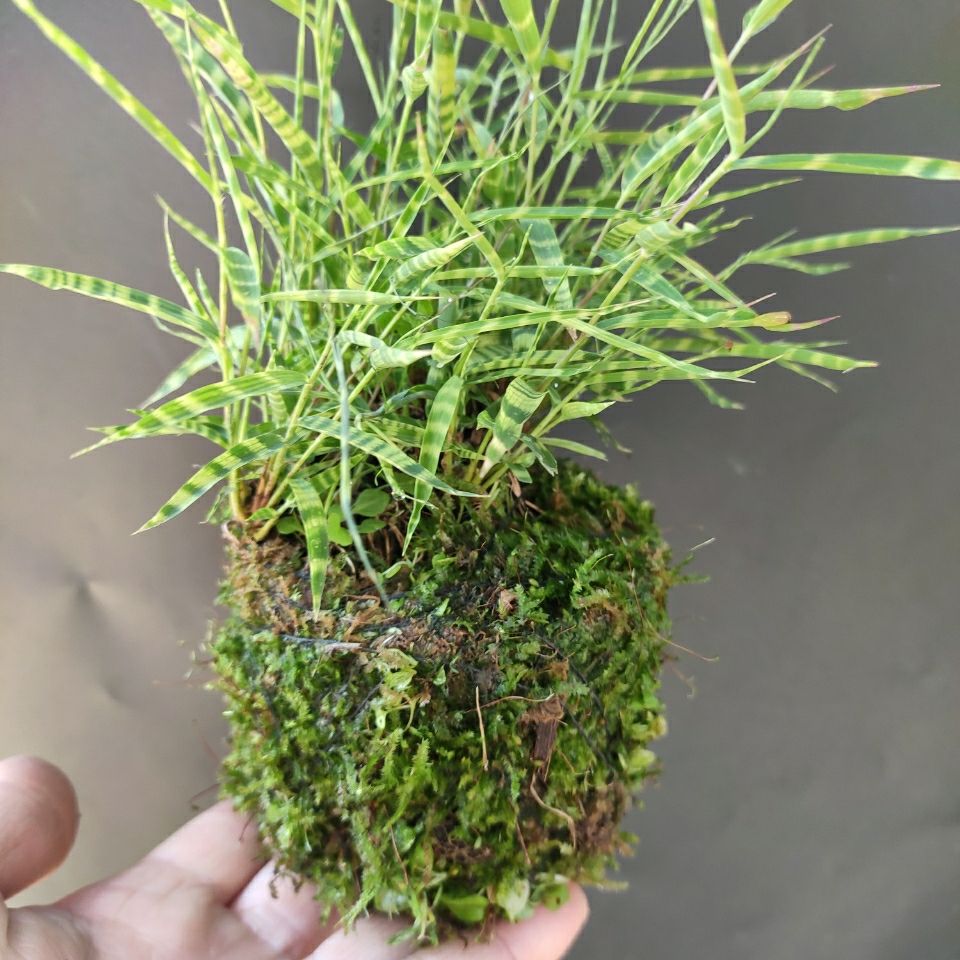 虎斑澳洲四季常青稀有虎斑竹盆栽水生植物室内清新翠绿盆景植物