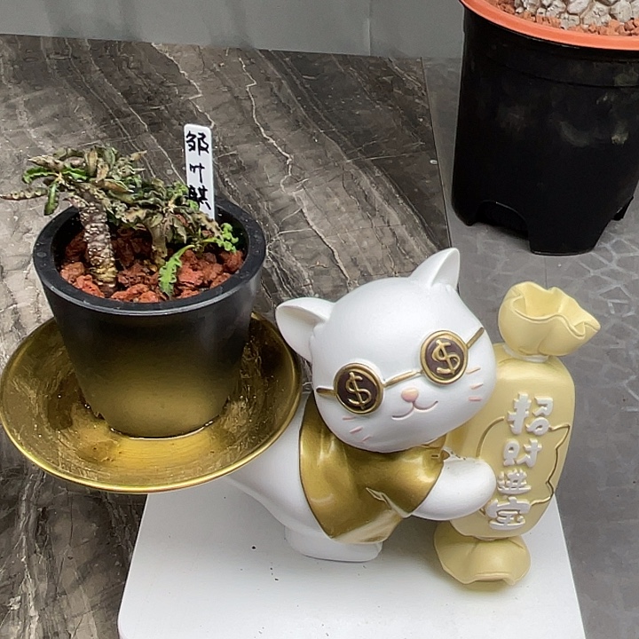 皱叶麒麟中场5折福利冲鸭