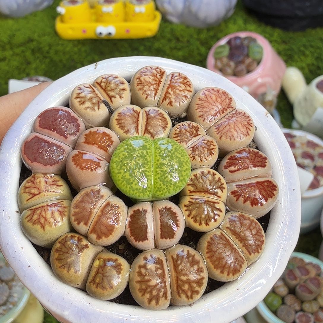 多肉植物福利冲1016