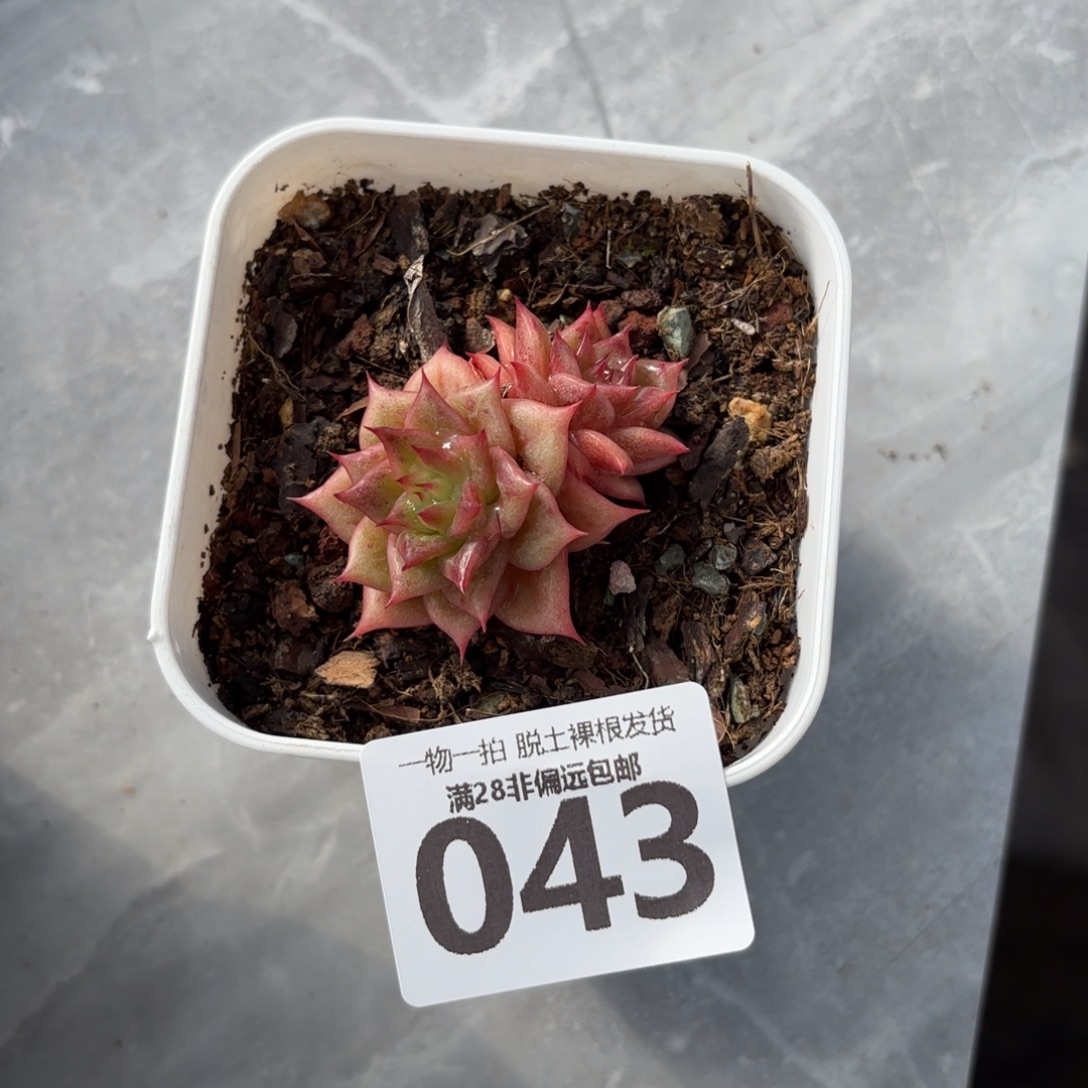 林肯玛利亚无盆土发货