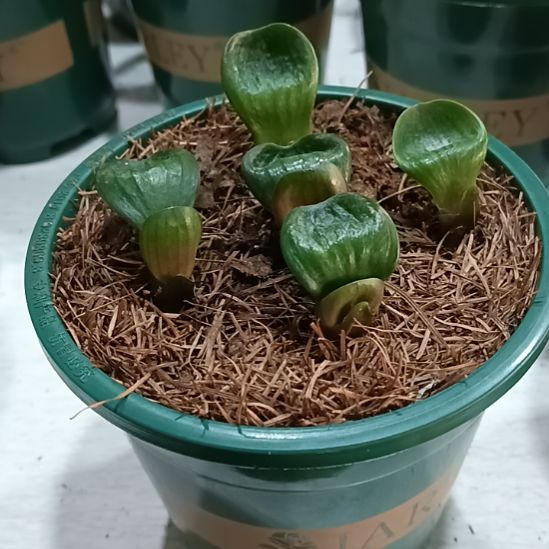 玉***麟无花朵特色花卉君子兰小苗