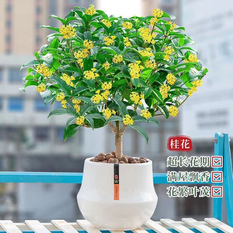四季桂花树苗盆栽四季开花开花浓香