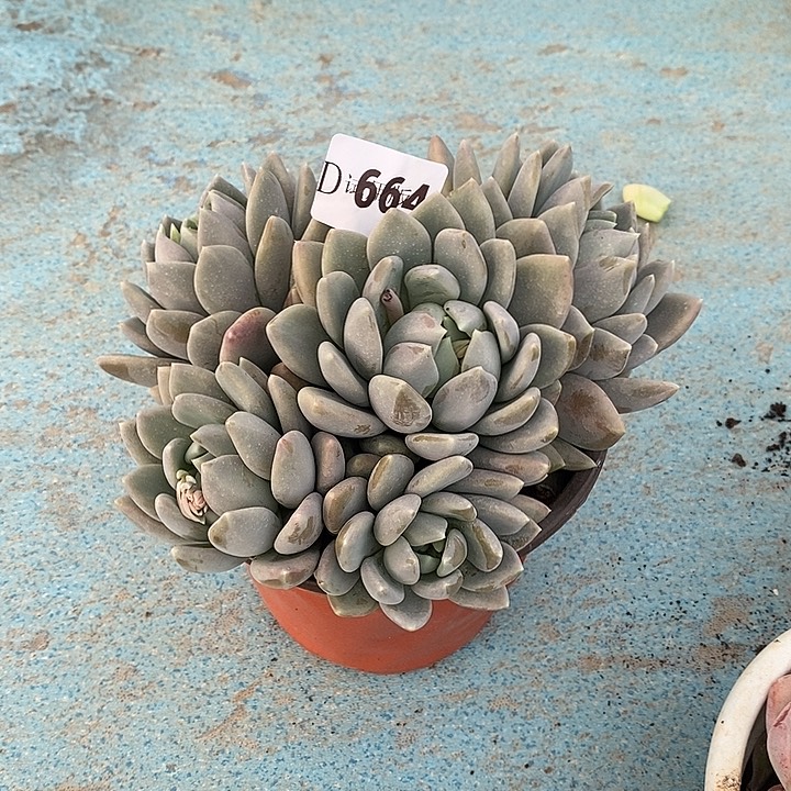 梦***阳664胖美人多肉植物