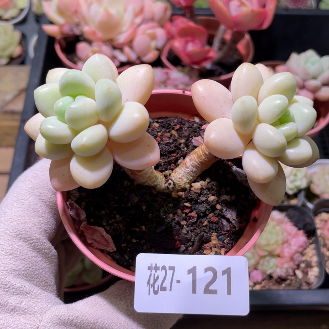 花利美27-121洛神