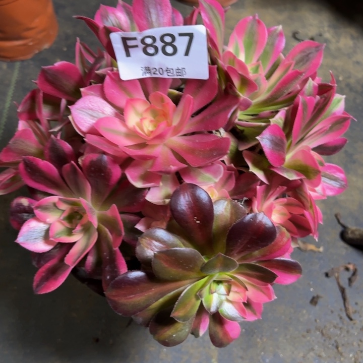 瑞妈多肉植物，887，，