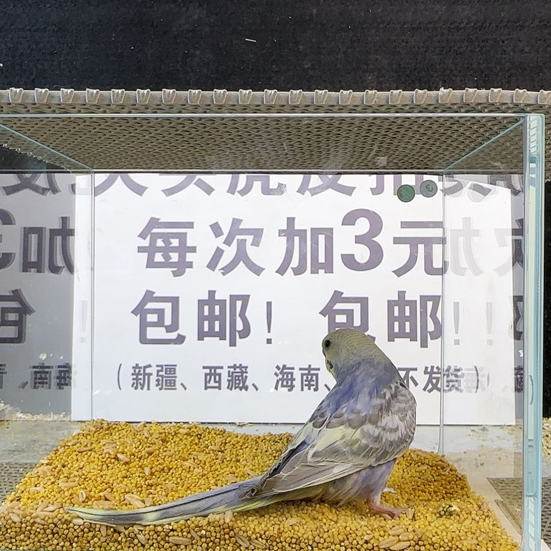 虎皮鹦鹉金彩金彩