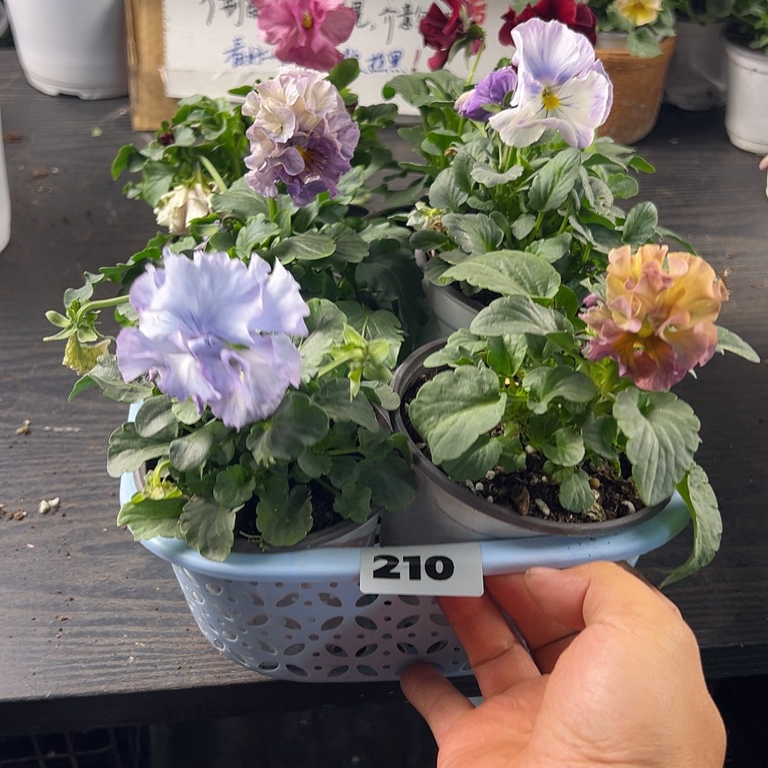 大部分花苞少量开放210号