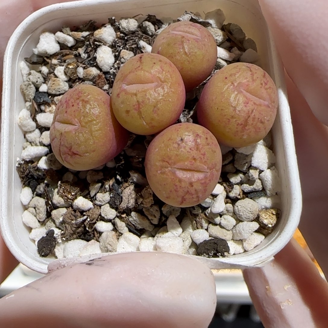 肉锥多肉植物百科30-1181