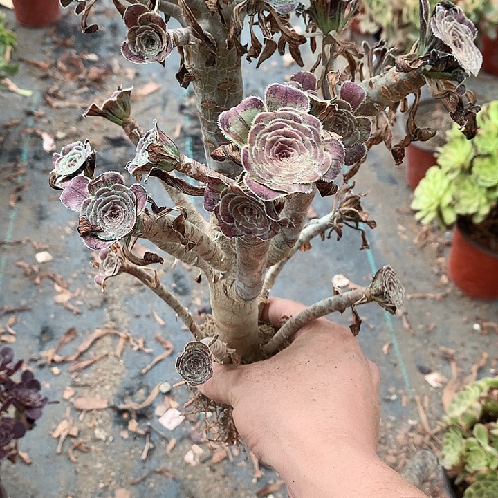 972拉丝锦多肉植物