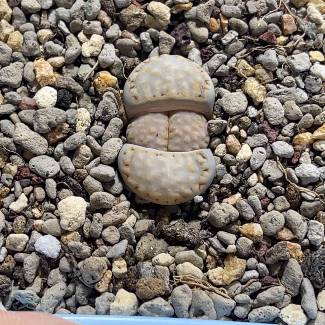 7430饼干216尺寸1.8