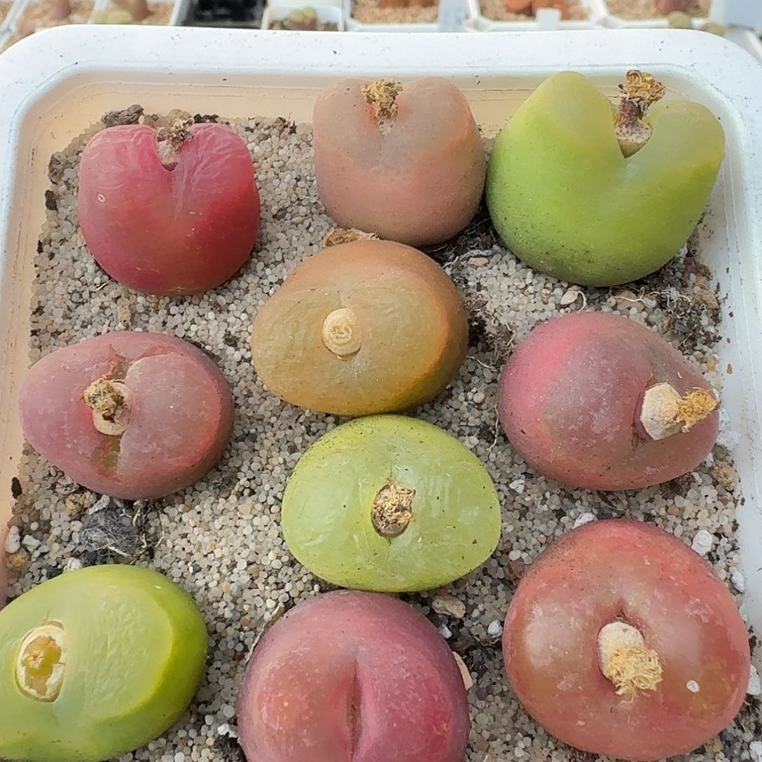 10颗2厘米左右毛汉尼挑好的发