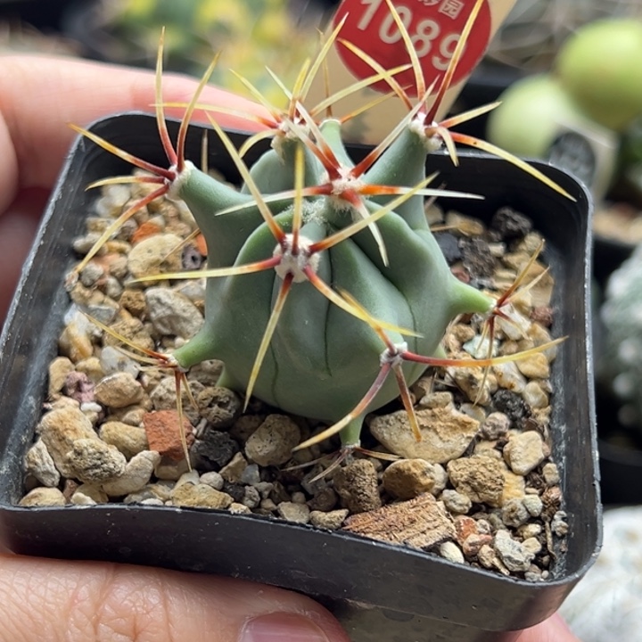 实生花刺春楼一棵仙人球