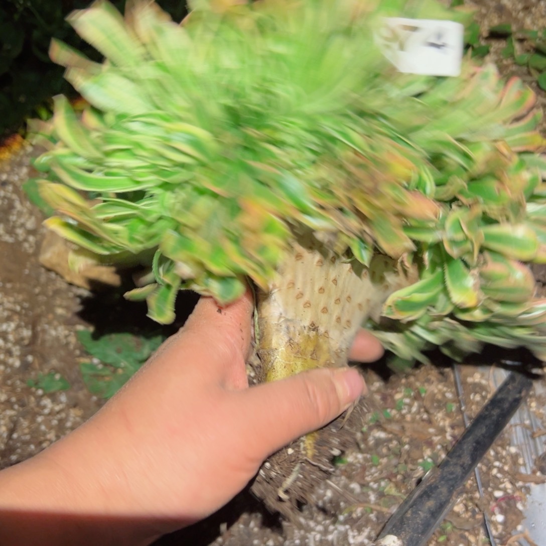 974 号多肉植物法师