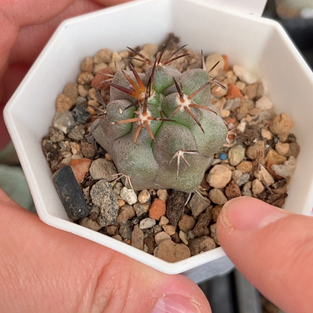 实生上腊粗刺龙爪球3cm